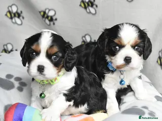 Cavalier King Charles Spaniel dogs FULLY HEALTH TESTED KC CAVALIERS PUPPIES - Advert 2