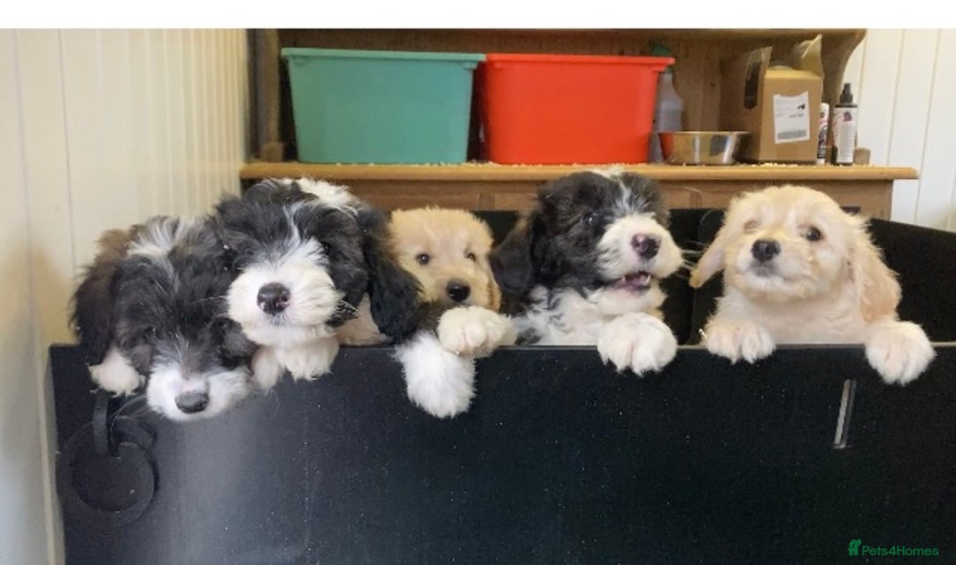 Mixed Breed dogs for sale: Bearded Collie Cross Miniature Poodle Puppies - Image 10