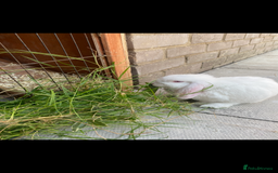 English Lop rabbits for sale: Elsa and Anna - Image 3