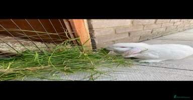 English Lop rabbits - Advert 12