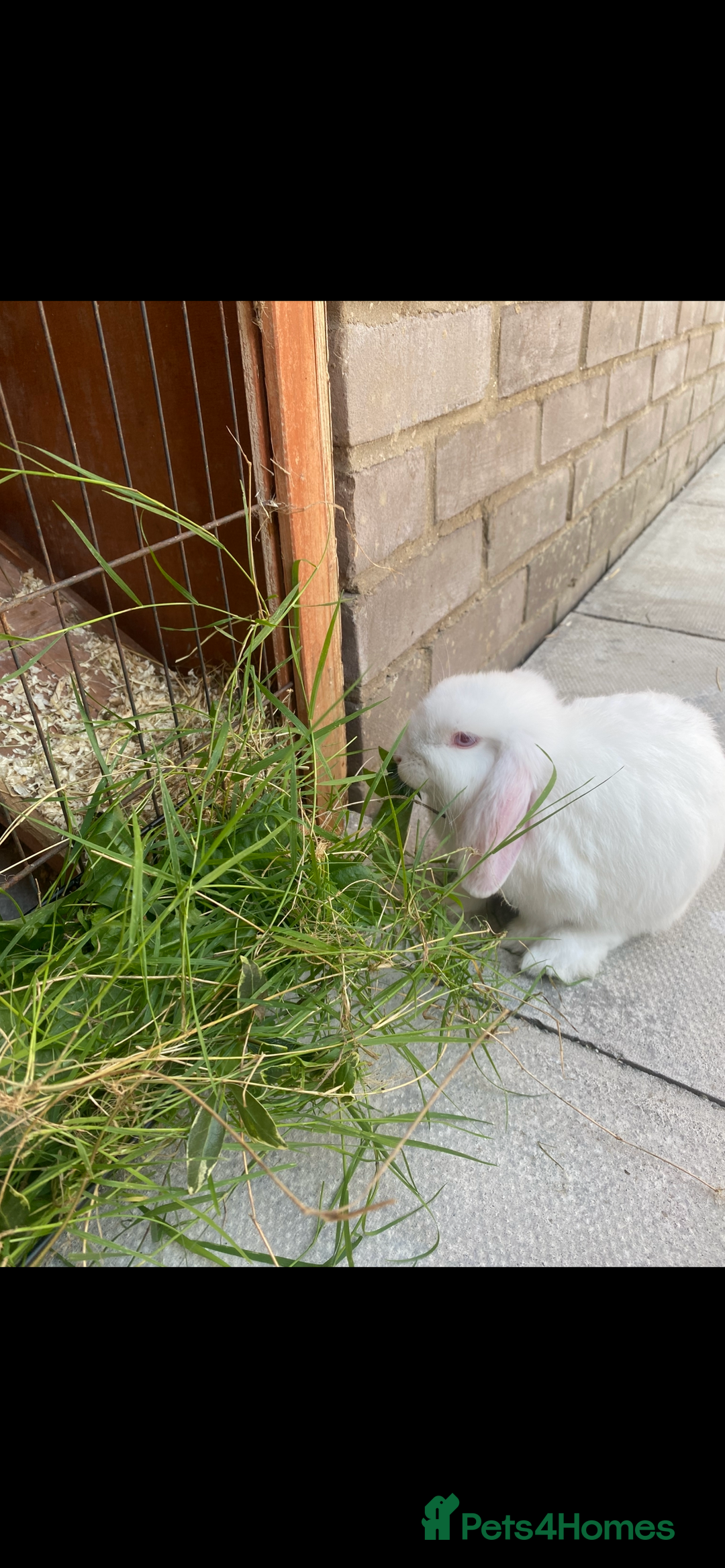 English Lop rabbits for sale: Elsa and Anna - Image 3