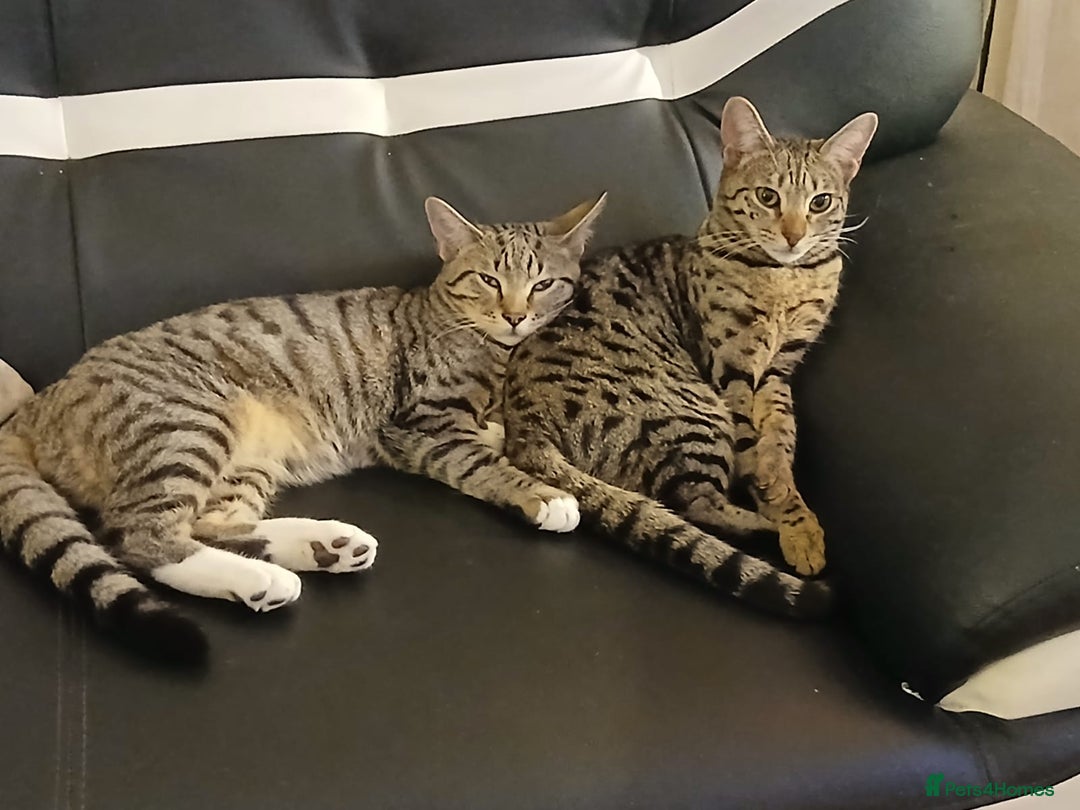 Mixed Breed cats for sale: Kittens F5 savannah - Image 8