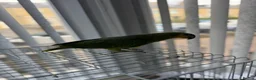 Parrots birds for sale: Blue headed semi talking and tamed Amazon parrot in Bradford - Advert 8