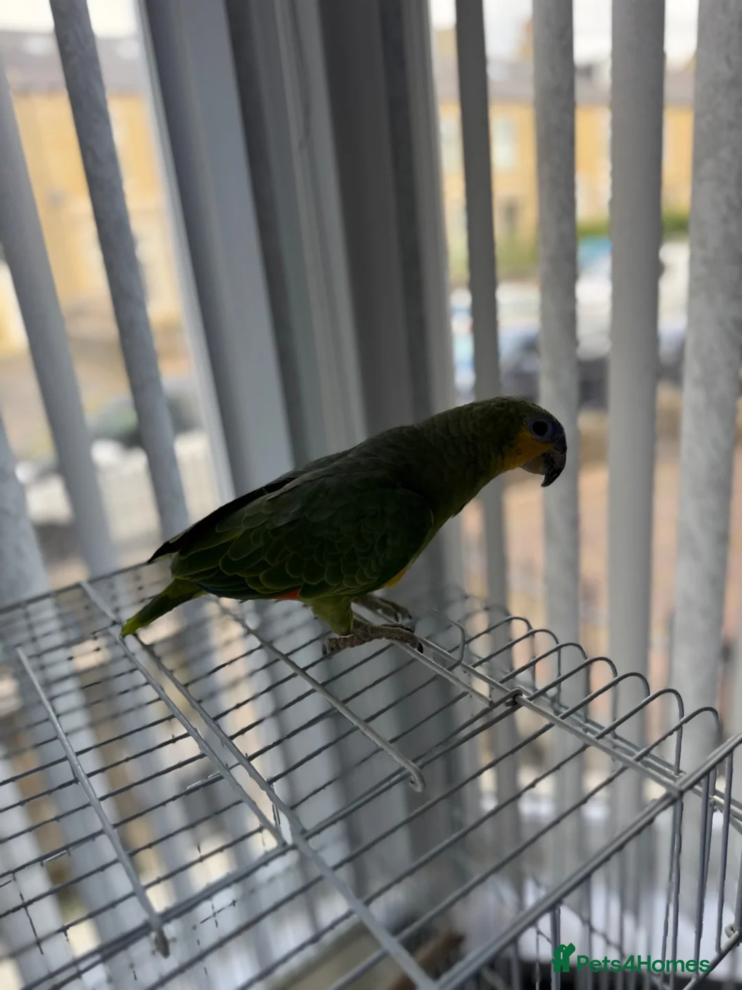 Parrots birds for sale: Blue headed semi talking and tamed Amazon parrot in Bradford - Advert 8