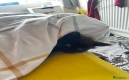 Mixed Breed cats for sale: 4 Russian Blue X Norwegian Forest mix kittens - Image 7