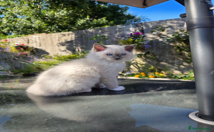 Ragdoll cats - Advert 4