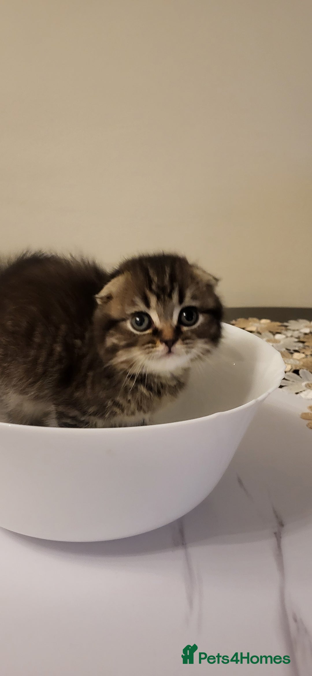 British Shorthair cats for sale: Four amazing boys - Advert 7