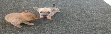 Chihuahua 3