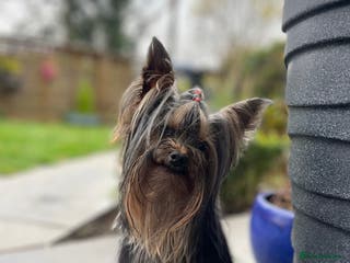 Yorkshire Terrier dogs 1.8kg miniature KC reg STUD Yorkshire terrier in Caterham - Advert 2