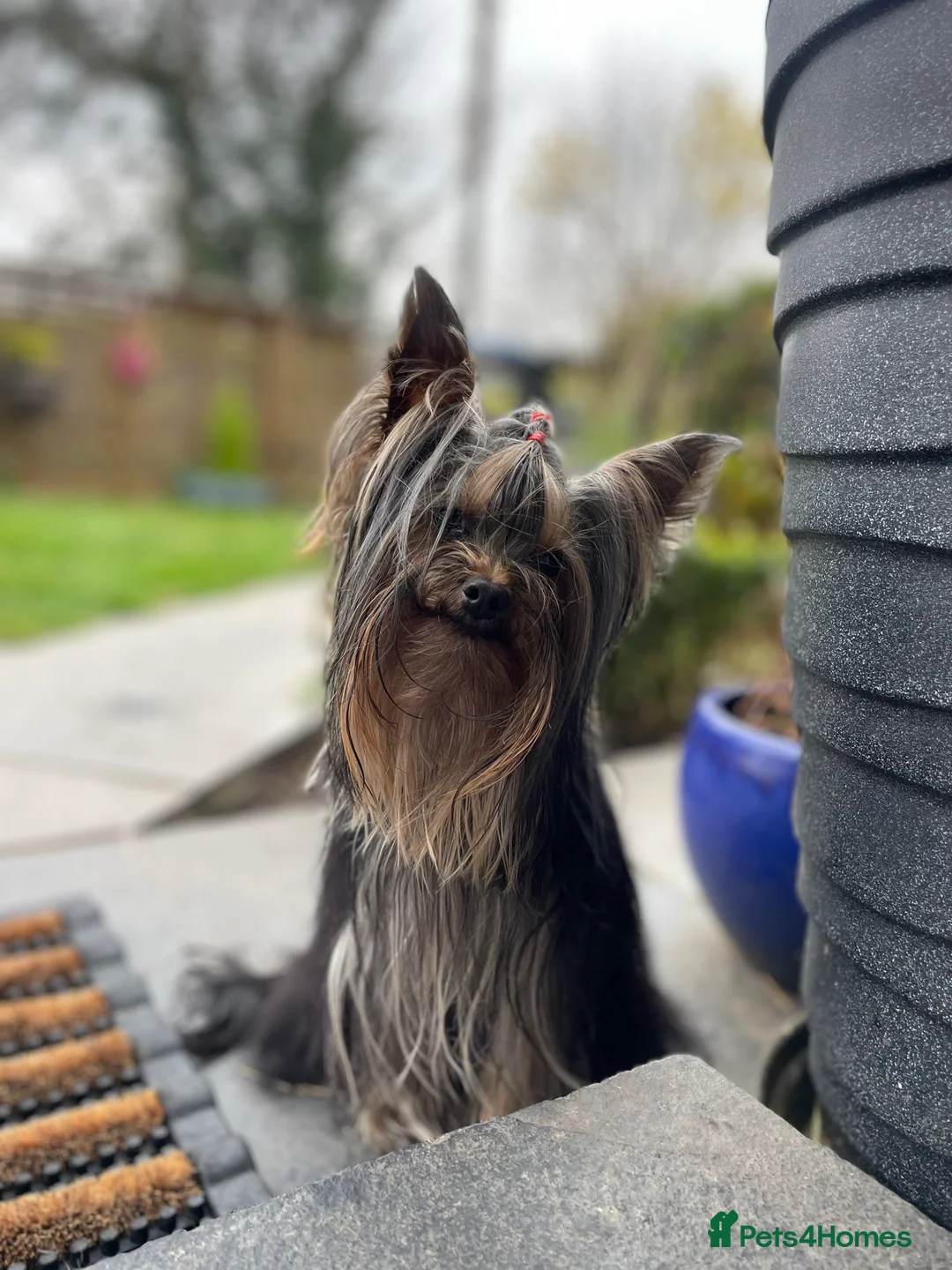 Yorkshire Terrier dogs for stud: 1.8kg miniature KC reg STUD Yorkshire terrier in Caterham - Advert 2