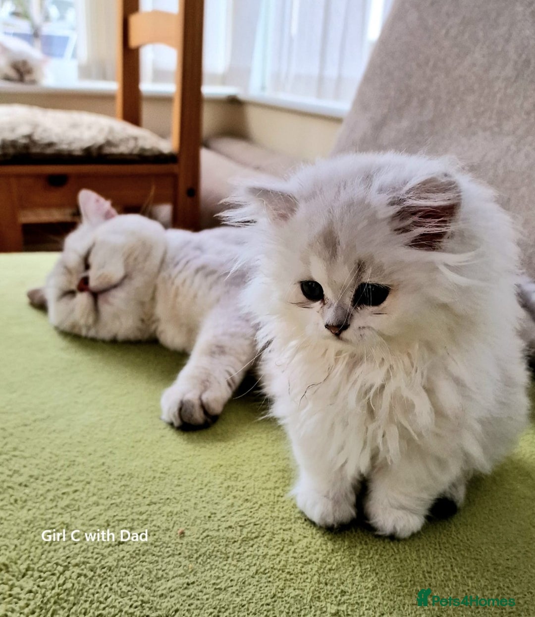 British Shorthair cats for sale: ❤ Pedigree British Short/Long Hair Kittens ❤ - Advert 10