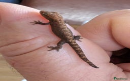 Gecko reptiles for sale: Mourning Gecko's (Lepidodactylus lugubris) - Advert 2