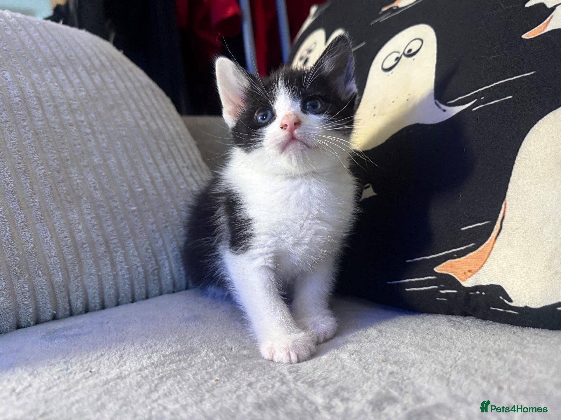 Mixed Breed cats Bsh cross dsh kittens - Advert 17
