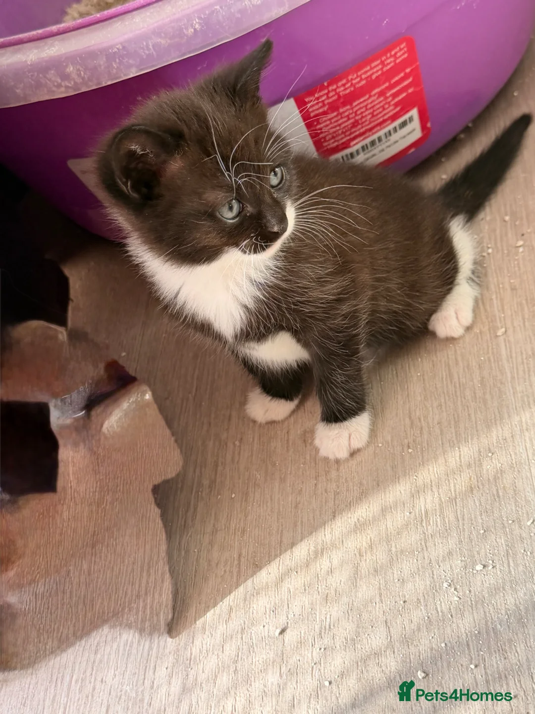 Mixed Breed cats for sale: Last female kitten - Advert 4