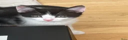 British Shorthair cats for sale: Beautiful tuxedo kittens ready now - Advert 2