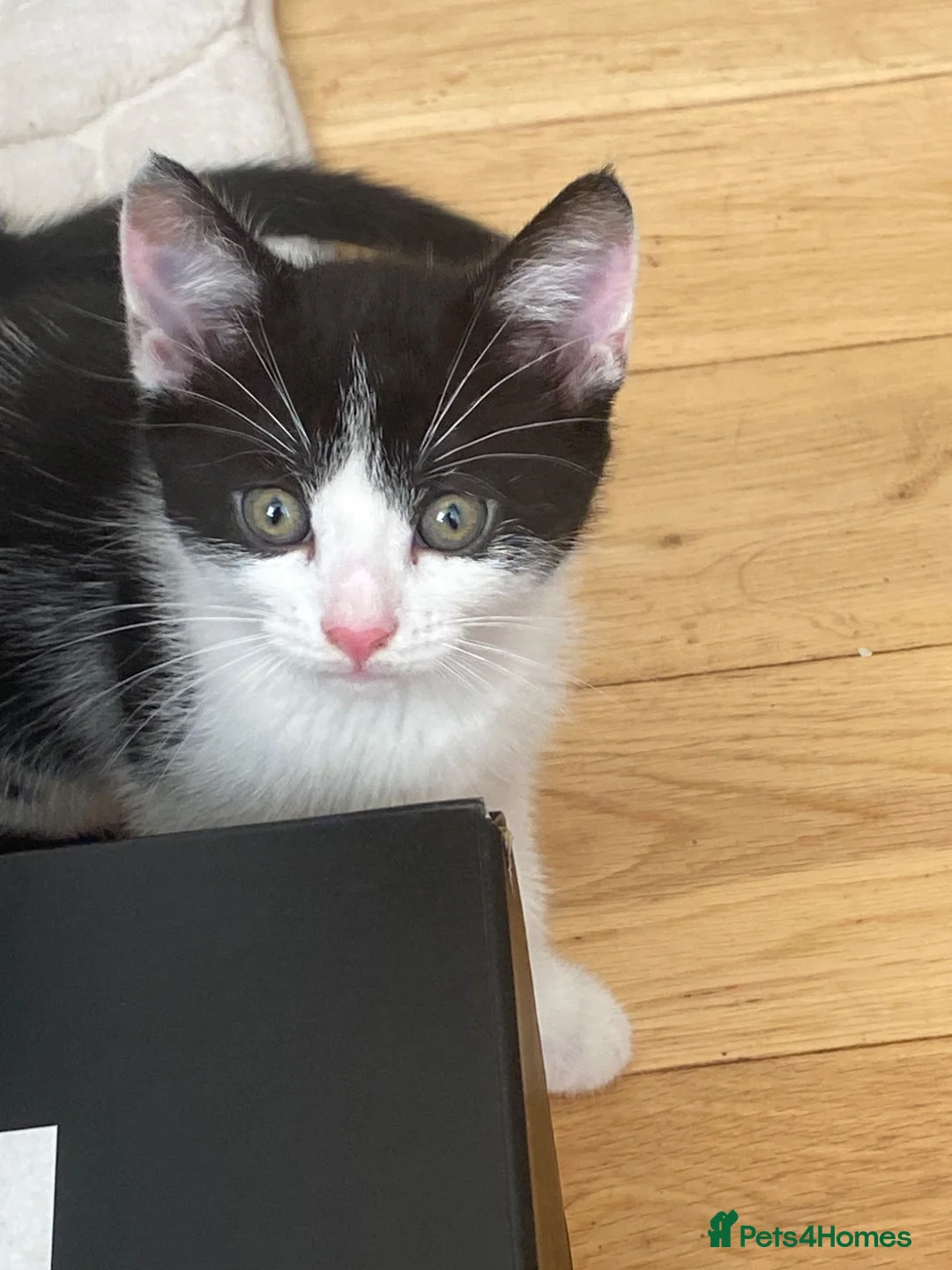British Shorthair cats for sale: Beautiful tuxedo kittens ready now - Advert 2
