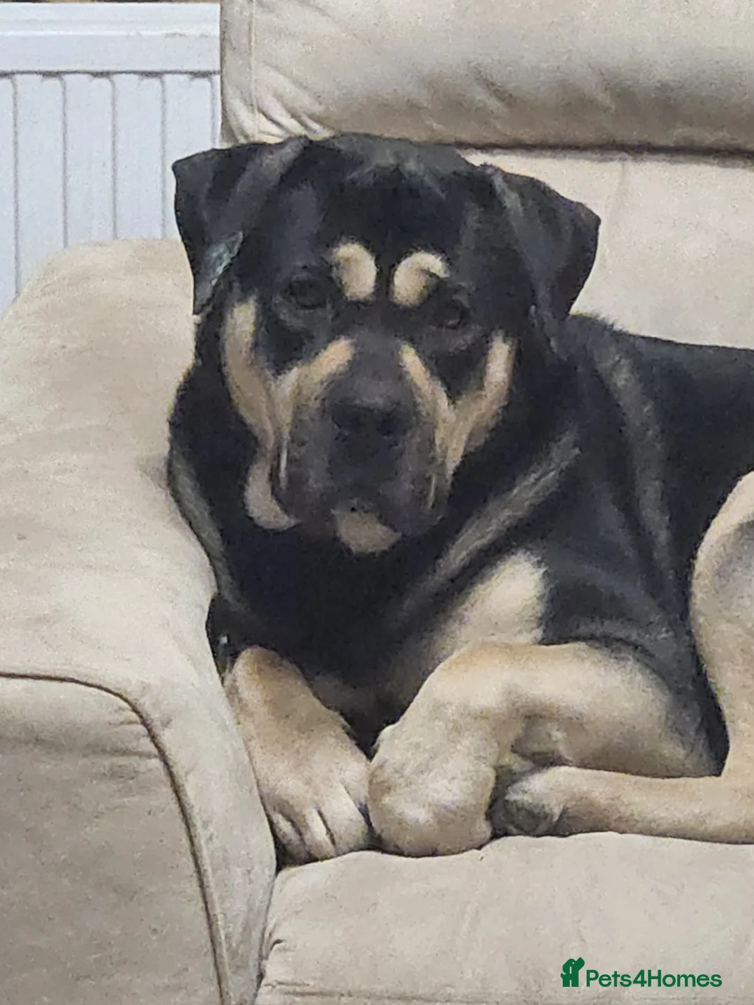 Mixed Breed dogs for sale: Deku   - Advert 2