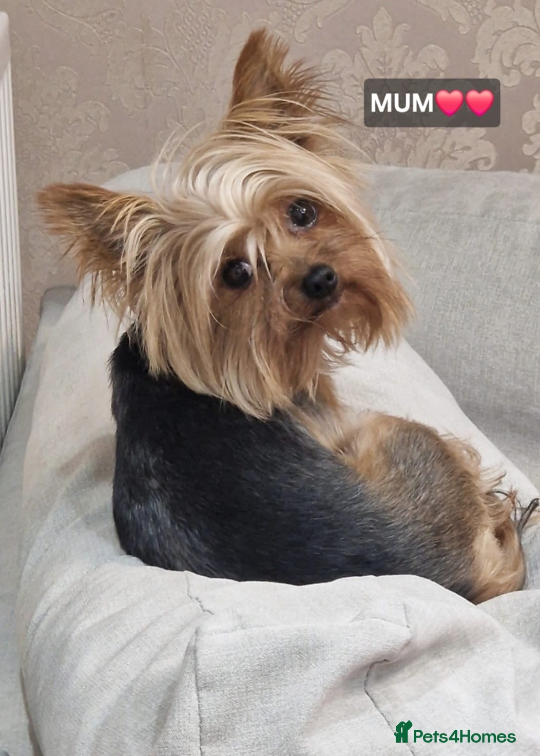 Yorkshire Terrier dogs Yorkshire terrier puppies for sale - Advert 5