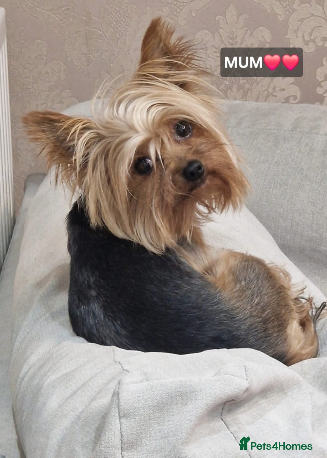 Yorkshire Terrier dogs for sale: Yorkshire terrier puppies for sale - Advert 12