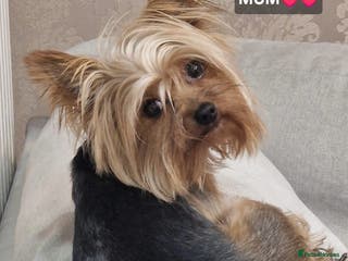 Yorkshire Terrier dogs Yorkshire terrier puppies for sale - Advert 4