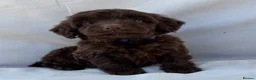Cockapoo dogs for sale: BEAUTIFUL F1 COCKAPOO PUPPIES - Advert 7