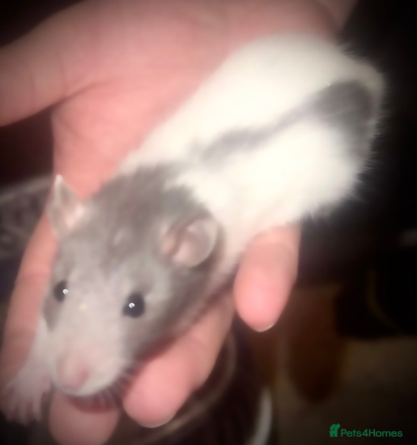 Rat rodents Two boy rats available to an expert home  - Advert 3