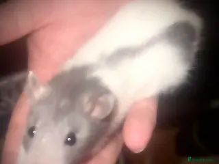 Rat rodents Two boy rats available to an expert home - Advert 1