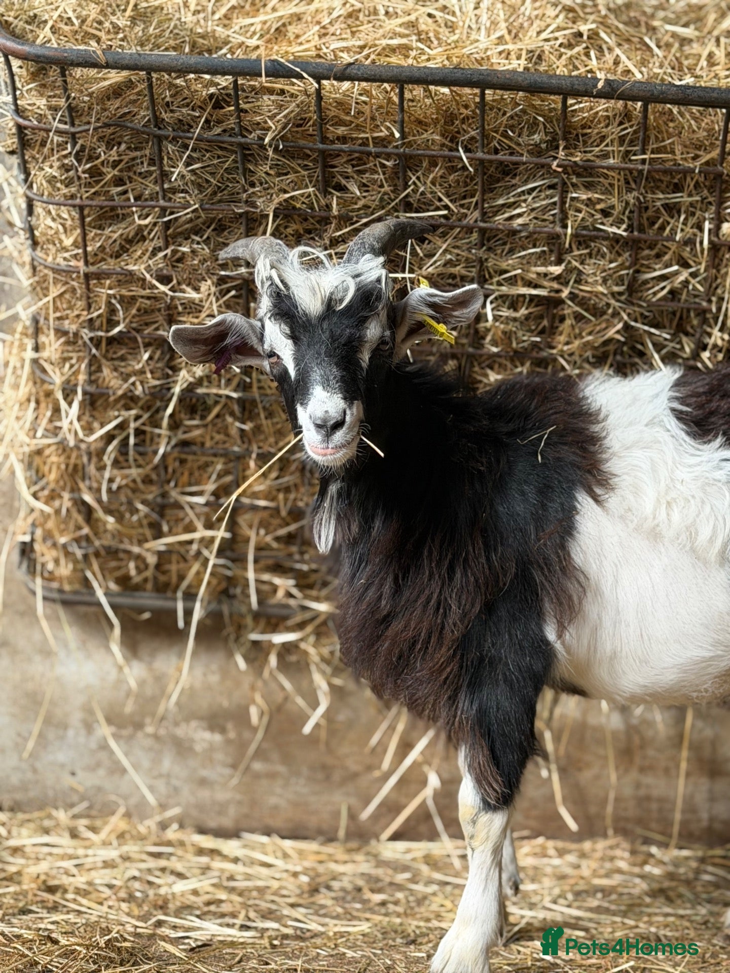 Goats livestock Billy goats  - Advert 2