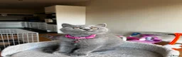 British Shorthair cats for sale: 🐾 Beautiful British Shorthair Girls 🐾 - Advert 5