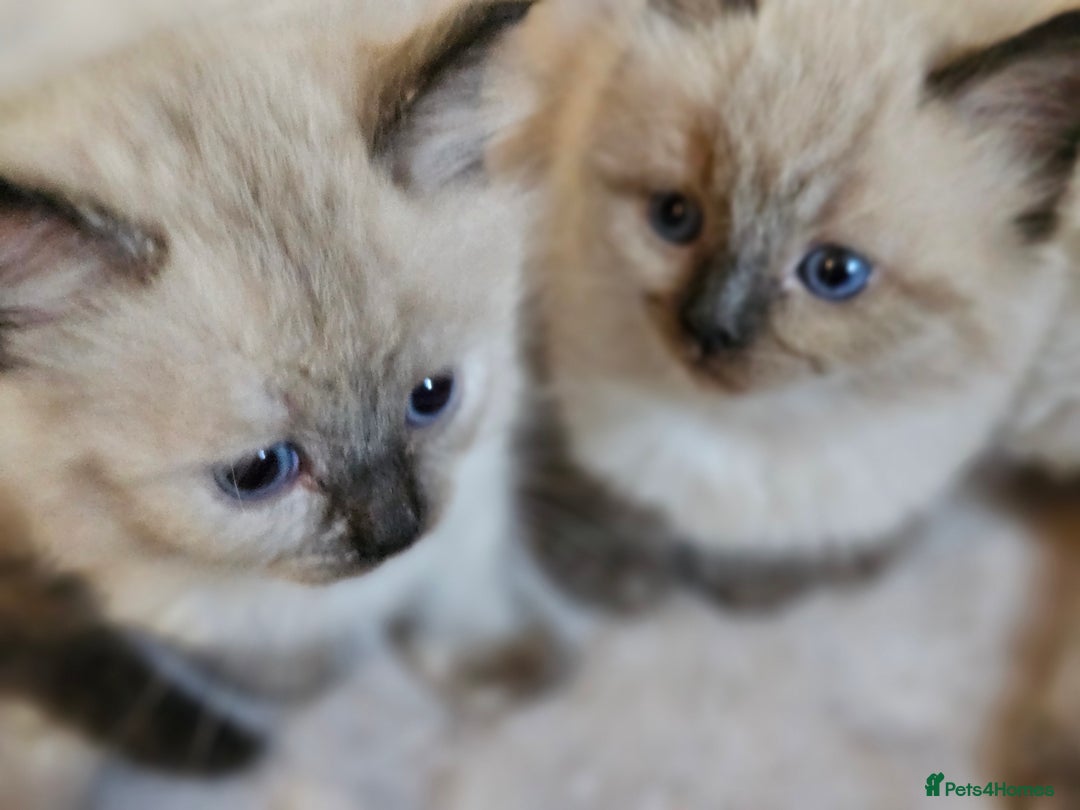 Ragdoll cats for sale: Ragdoll kittens  - Image 16