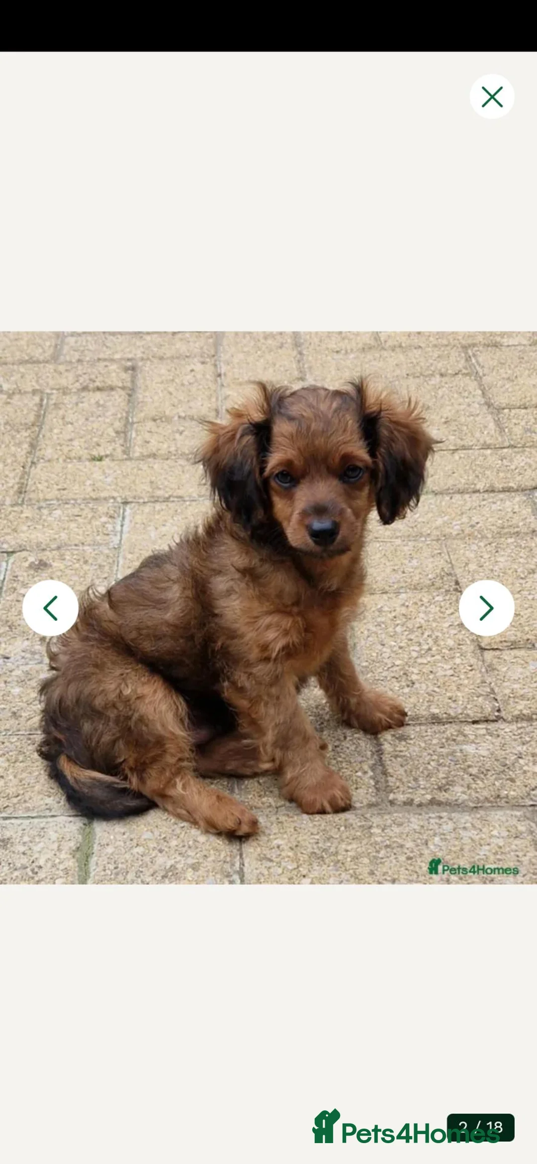 Cavapoochon dogs for sale: Fully Vaccinated Male Cavapoochon - Advert 2
