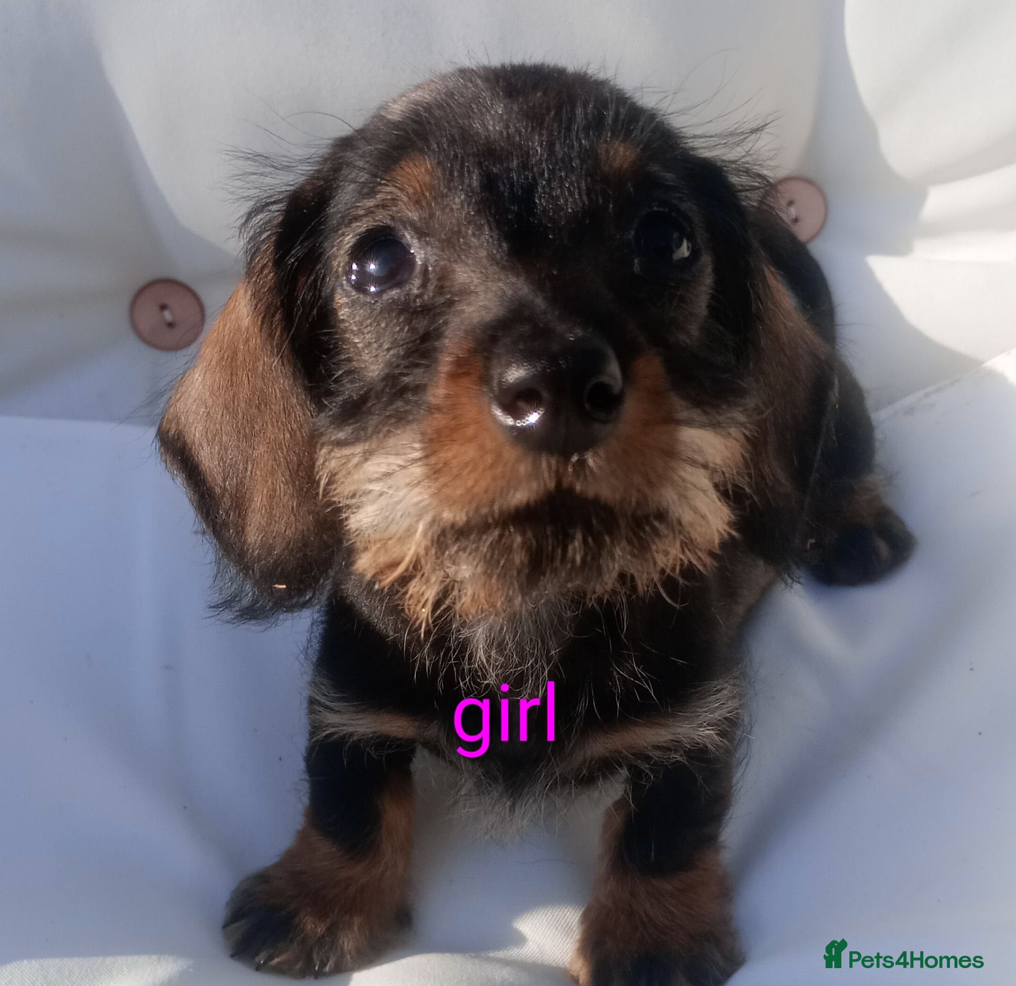 Miniature Dachshund dogs READY Beautiful miniature wire haired dachshund  - Advert 4