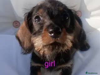 Miniature Dachshund dogs READY Beautiful miniature wire haired dachshund - Advert 4