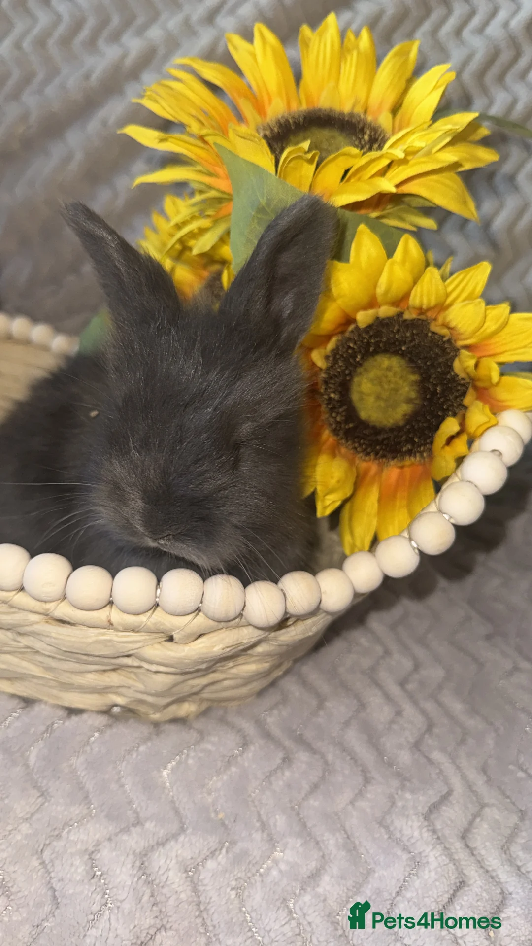 Angora rabbits for sale: ✨ Angora Baby Bunnies ✨ - Advert 2