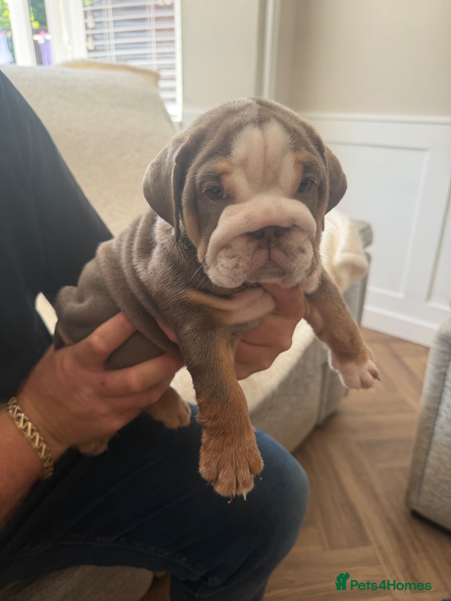 English Bulldog dogs !! Ready to leave Friday English Bulldog puppy’s ! - Advert 5