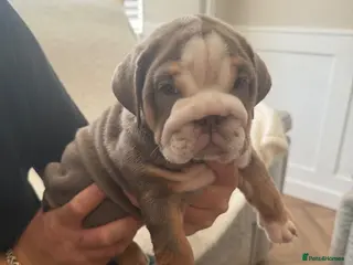 English Bulldog dogs !! Ready to leave Friday English Bulldog puppy’s ! - Advert 5