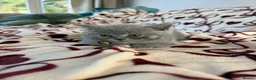 British Shorthair cats for sale: Beautiful British Shorhair Kittens for Sale - Advert 9