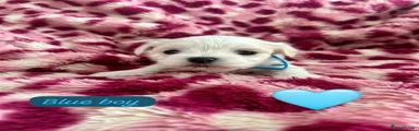 Maltese Puppy 1