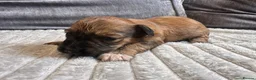 Dachshund dogs for sale: KC REG long haired miniature dachshund - Advert 26