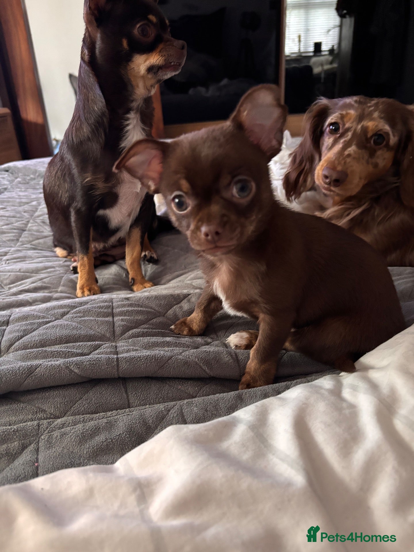 Chihuahua dogs  READY TO Go !! 💕💕 - Advert 1