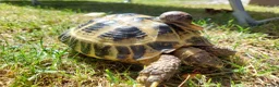 Tortoise reptiles for sale: HORSFIELD TORTOISE - Russian tortoise in Shipley - Advert 4