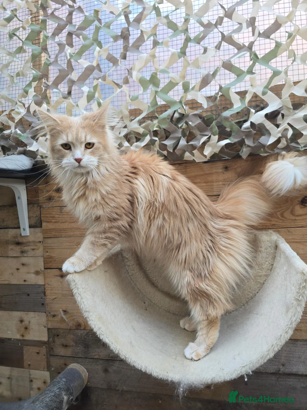 Maine Coon cats for sale: Active Cream Tabby Maine Coon Female - Advert 1
