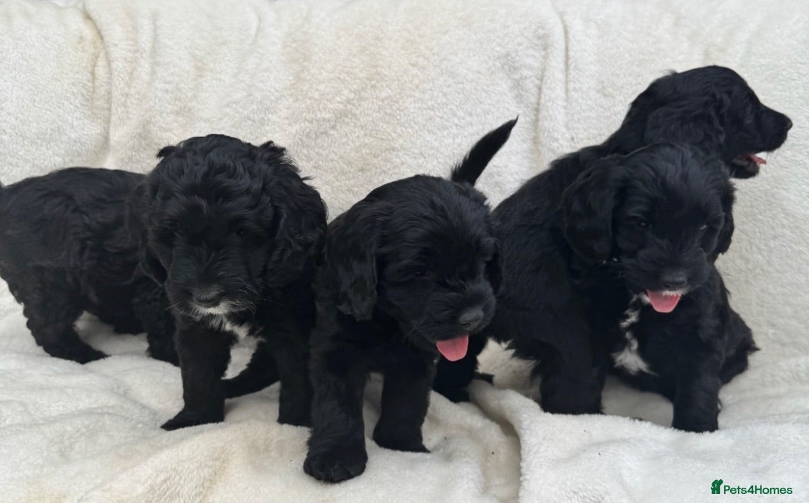 Australian Labradoodle dogs Multigenerational Australian Labradoodle Puppies - Advert 1