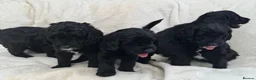 Australian Labradoodle dogs for sale: Multigenerational Australian Labradoodle Puppies - Advert 1