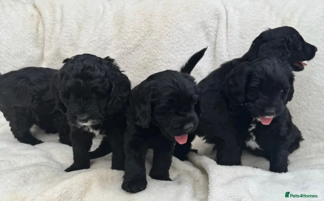 Australian Labradoodle dogs for sale: Multigenerational Australian Labradoodle Puppies - Advert 1