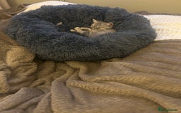 British Shorthair cats for sale: British shorthair kitten - Image 3