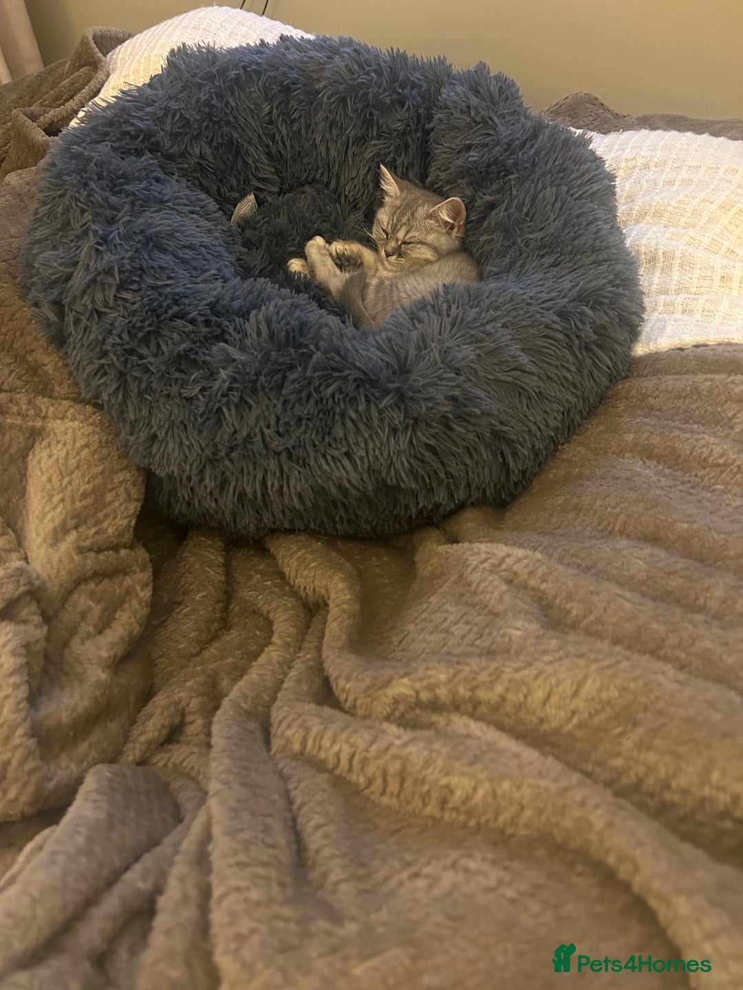British Shorthair cats for sale: British shorthair kitten - Image 3