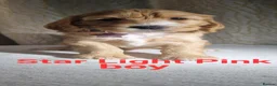 Cockapoo dogs for sale: Cockapoo❤️💜🩷🩵💙 - Advert 28