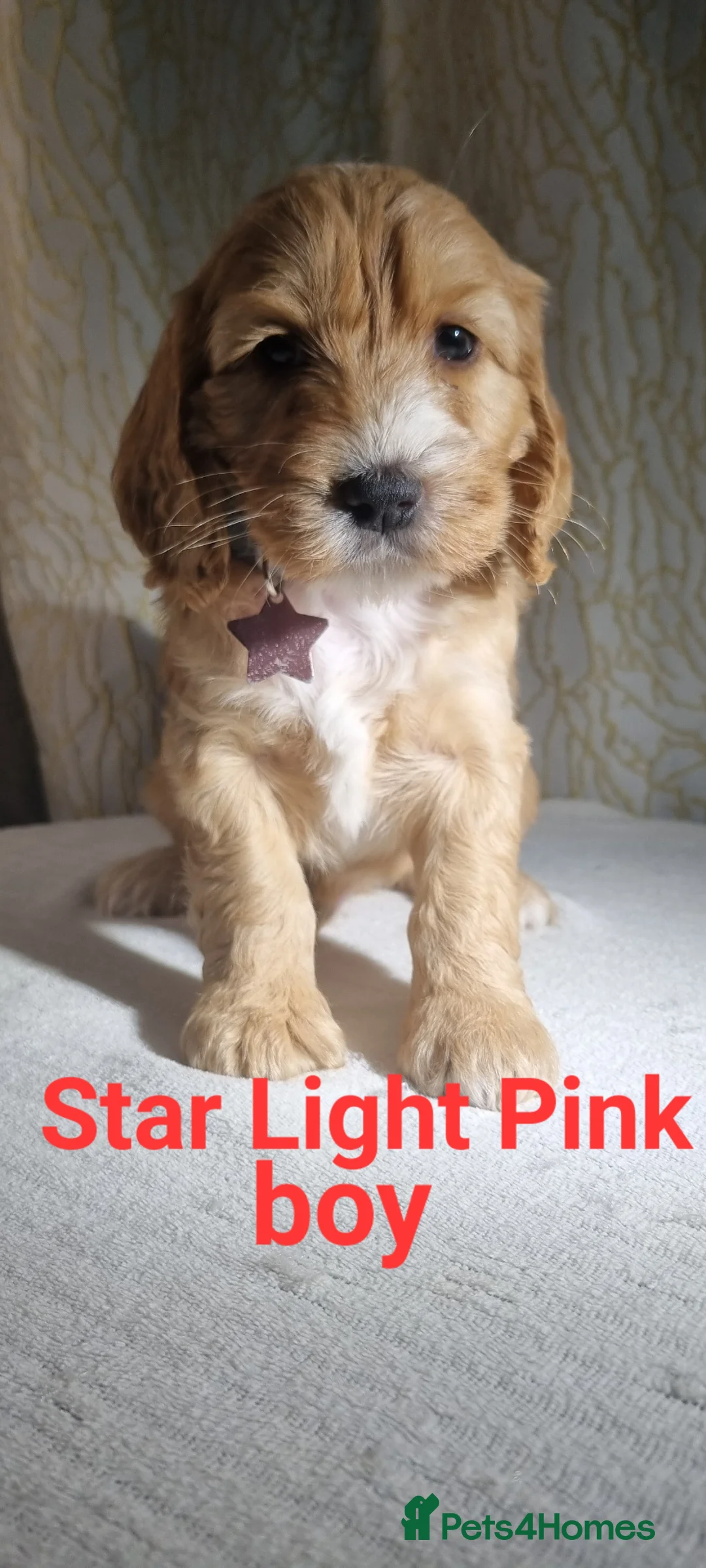 Cockapoo dogs for sale: Cockapoo❤️💜🩷🩵💙 - Advert 28