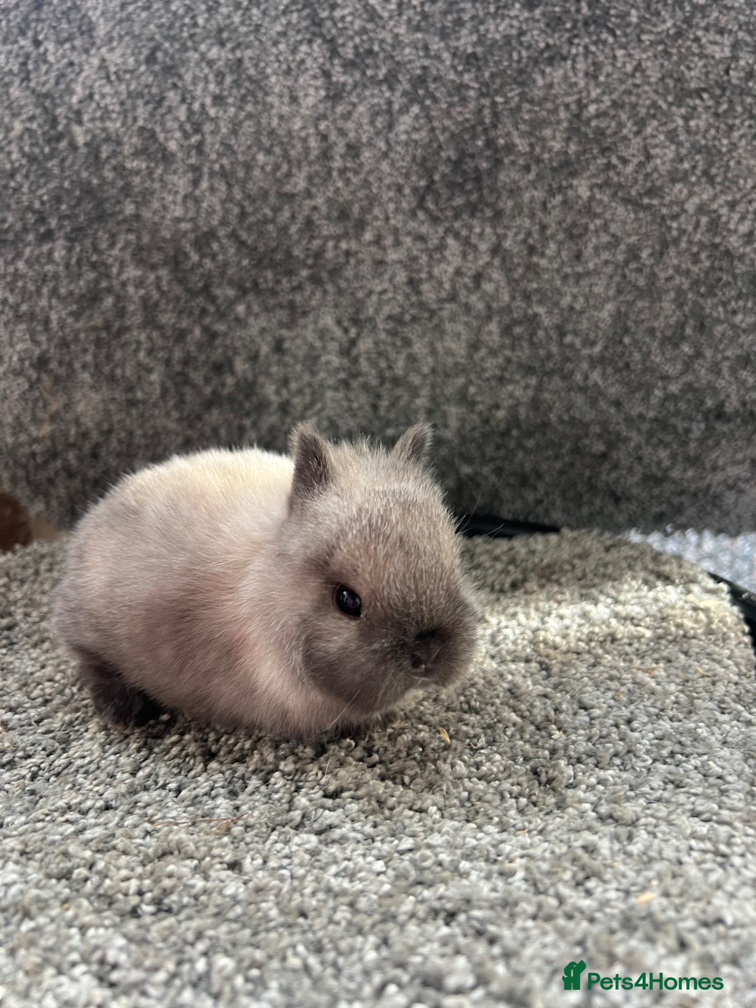 Netherland Dwarf rabbits Seal point Netherland dwarf - Advert 1